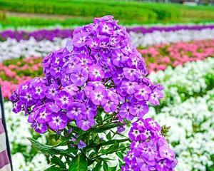 常绿宿根花卉有哪些（常年开花的植物）