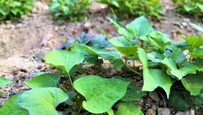 红薯怎么种植才能高产（红薯的种植方法步骤）