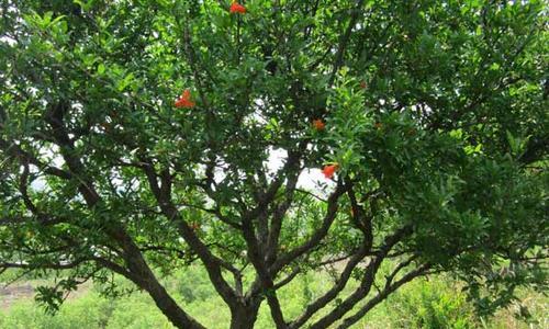 8月份移栽石榴树能活吗（石榴树的种植与管理）