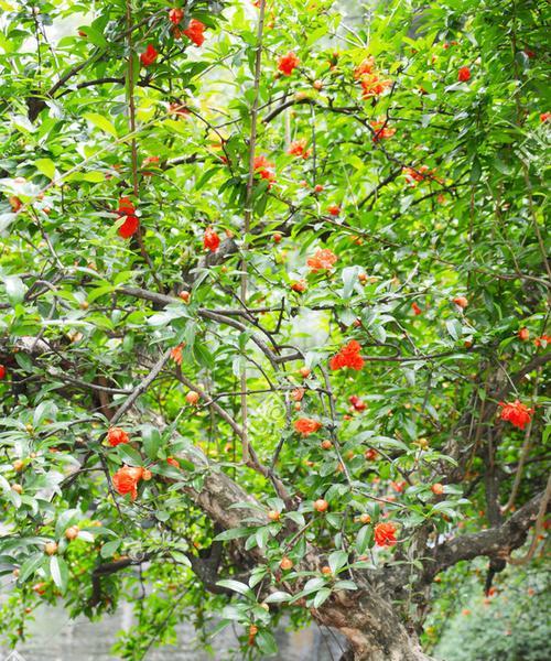 8月份移栽石榴树能活吗（石榴树的种植与管理）