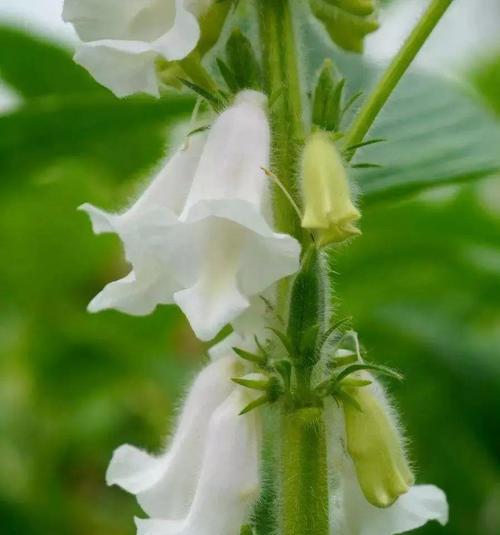 什么时候种芝麻合适（芝麻的种植时间和方法）