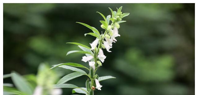 什么时候种芝麻合适（芝麻的种植时间和方法）