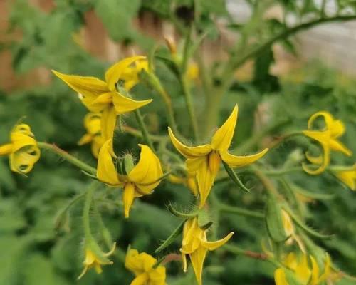 花芽分化是什么意思（花芽分化通俗的解释）