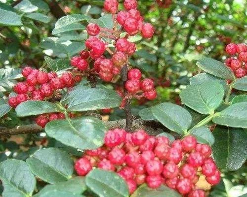 花椒种子怎么种才能出苗（花椒播种的注意事项）