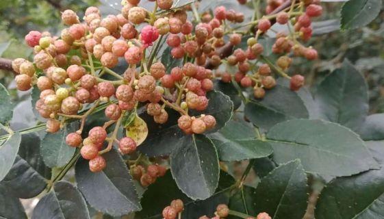 花椒种子怎么种才能出苗（花椒播种的注意事项）