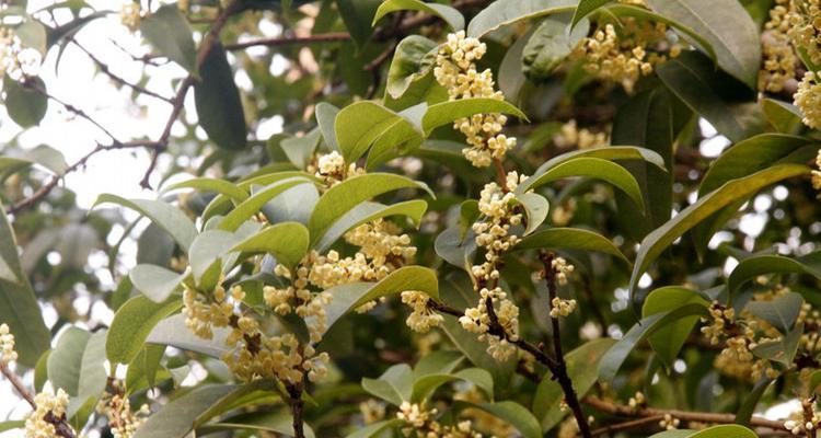 桂花树什么时候开花（有关桂花的花期时间）