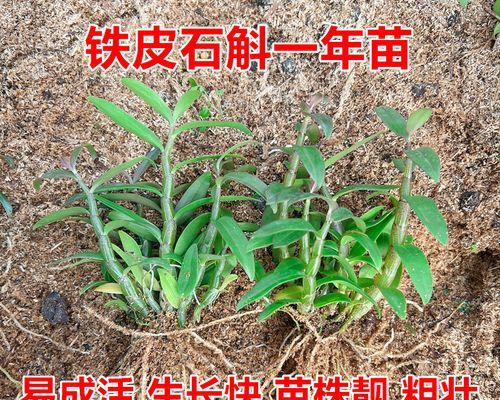 铁皮石斛怎么种植（种植铁皮石斛的妙招）