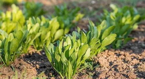 菠菜种子怎么播种（菠菜的种植方法和步骤）