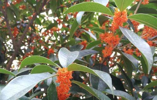 桂花树几月份开花（观赏桂花树花期简介）