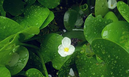 浮水植物有哪些（盘点十种漂浮水生植物）