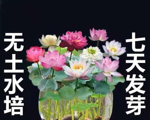 室内好养的花有哪些（适合长期放在室内的花卉介绍）