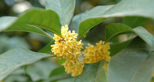 桂花养植注意事项是什么（养护桂花的技巧）