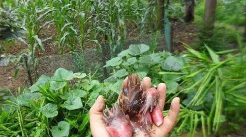 阳荷什么季节种植（阳荷的种植方法和时间）