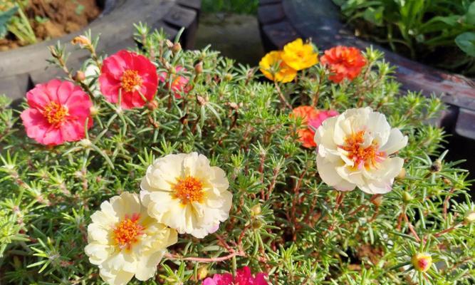 太阳花种植过程图片（有关太阳花种植时间）