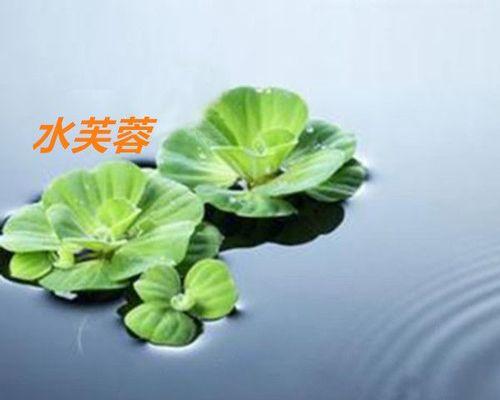 水生植物如何养（盘点八种常见的水生植物）