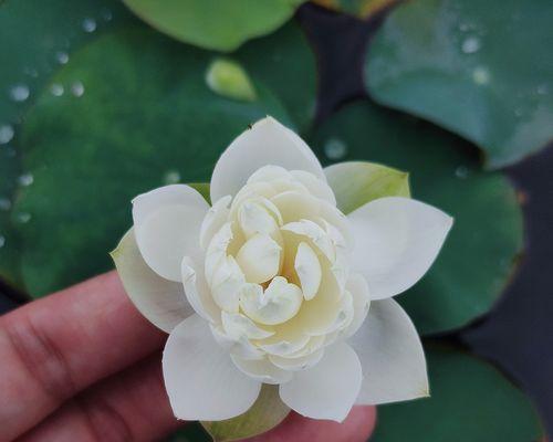 水生植物如何养（盘点八种常见的水生植物）