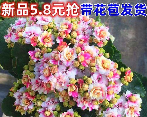 四季好养的花有哪些（适合室内养的绿植）