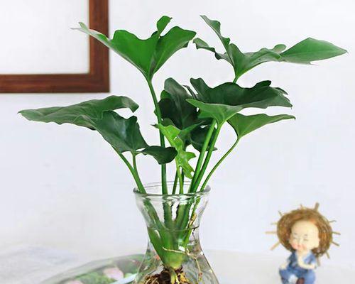 水培的室内植物有哪些（水培植物品种大全）