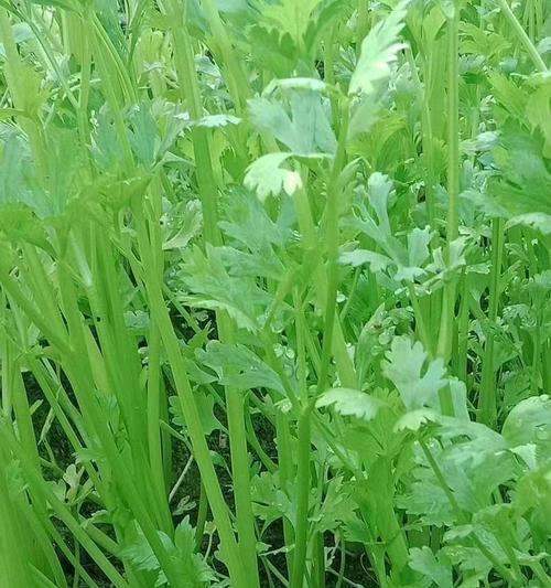 芹菜几月份播种（芹菜的种植方法和时间）