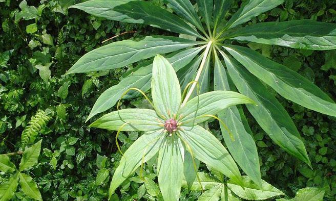 七叶一枝花怎么种植（七叶一枝花种植技术要点）