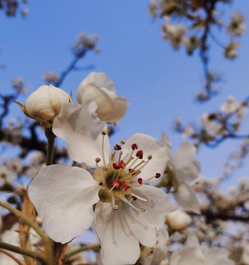 梨花开花时间什么季节（观赏梨花花期简介）