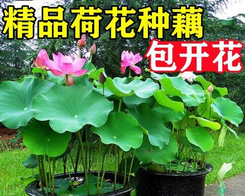 莲藕怎么种植（莲藕种植方法和时间）