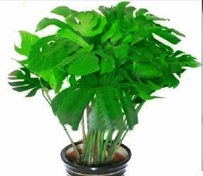 观叶植物施什么肥（植物施什么肥好）