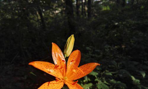 野百合花是什么样子（野百合花详细介绍）