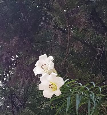 野百合花是什么样子（野百合花详细介绍）