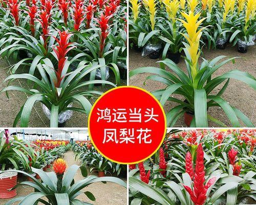 12个月都开什么花（代表十月的花介绍）