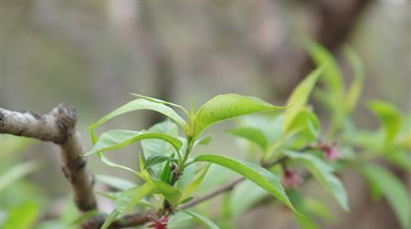 桃树怎样修剪（桃树修剪时间和方法）