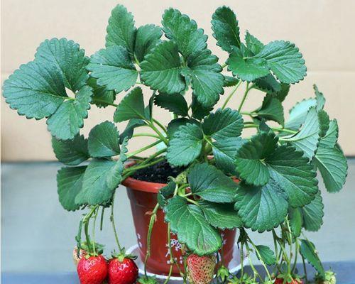 草莓适合什么时候种植（草莓露天种植时间和方法）