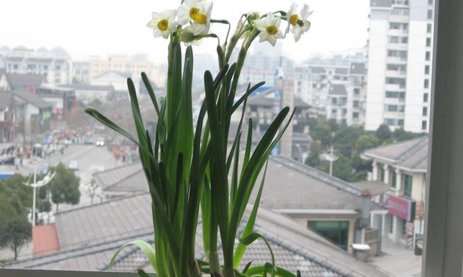 如何养好水仙花（水仙花的养殖技巧与注意事项）