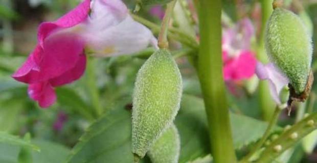 凤仙花的种子怎么播种（凤仙花的种植方法和时间）