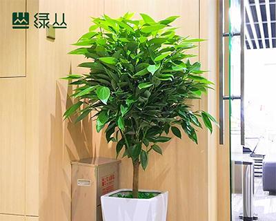 办公室种什么盆栽植物（办公室绿植品种介绍）