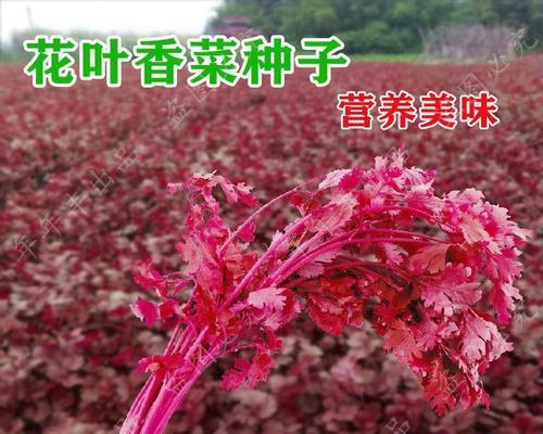 香菜怎么种发芽快（香菜的种植方法和技巧）