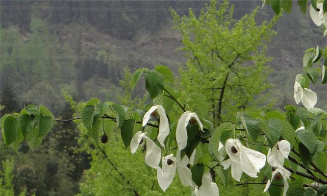 活化石植物是什么意思（古老植物活化石）