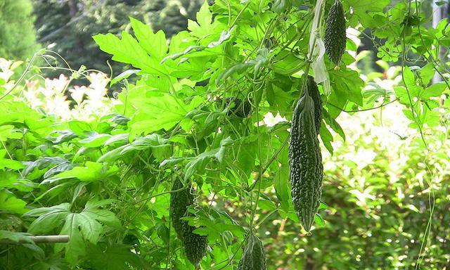 苦瓜的种植时间和方法（苦瓜种植全过程）