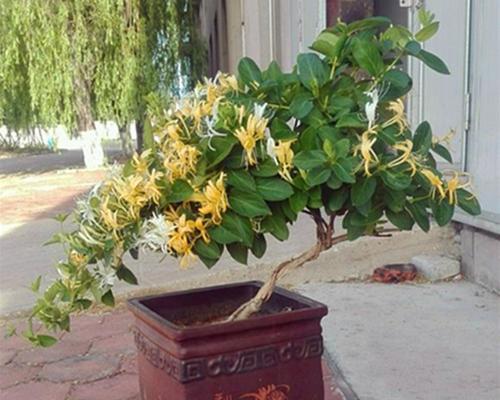 金银花盆景如何修剪（金银花盆景修剪技巧图解）