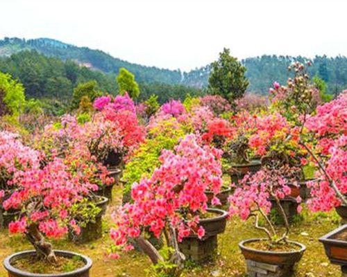 怎样让杜鹃花开花（详解杜鹃花催花小妙招）