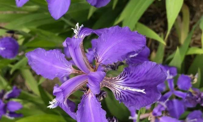 鸢尾花适合种植在哪里（盘点六种适合家养的鸢尾花品种）