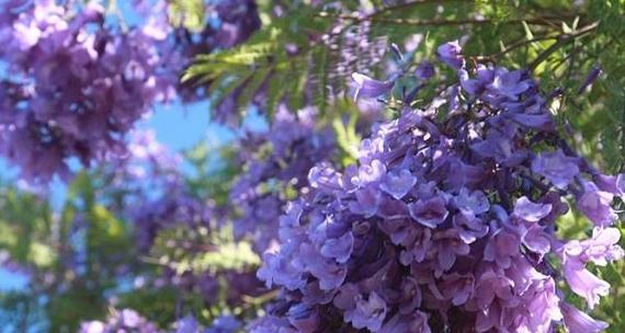 蓝丁香花期什么时候（有关丁香花的养护知识）