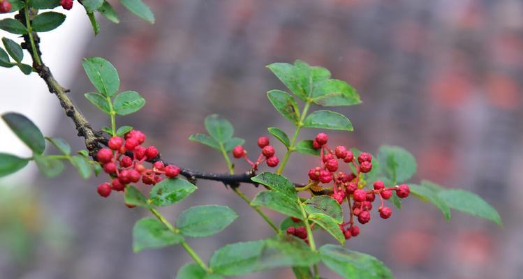 花椒树怎么种才能活（花椒树的种植与管理技术）