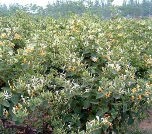 金银花怎样种植（详解金银花种植技术与栽培管理）