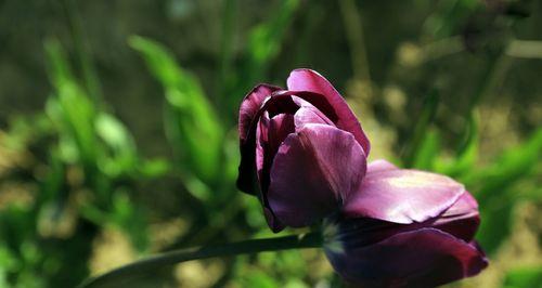 野生郁金香花语贞操（用花语解读贞操的意义与力量）