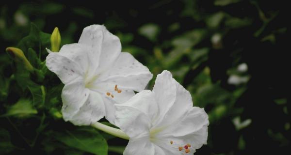 以夜来香的花语与传说（探寻夜来香的花语及其神奇的传说）