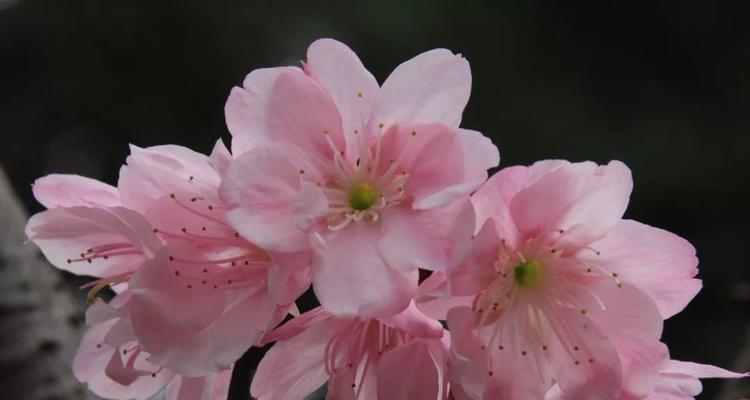 樱花的花语和传说（探寻樱花的花语与神话传说）