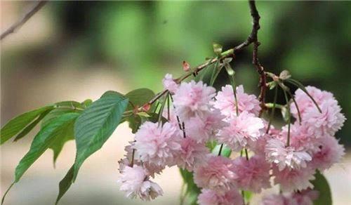 樱花的花语和传说（探寻樱花的花语与神话传说）