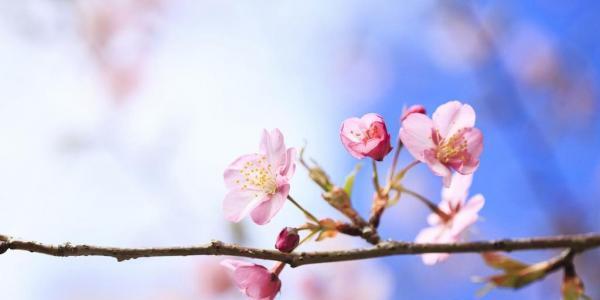 樱花花语与美丽的象征（樱花的花语及其深层含义）