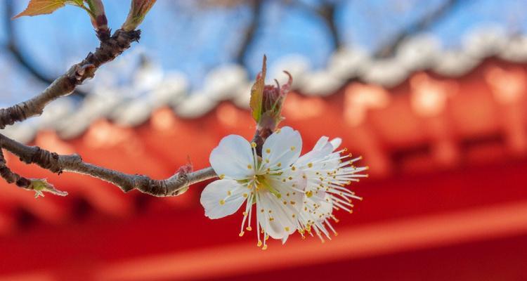 樱桃花的花语（赏樱与品味生命之美）